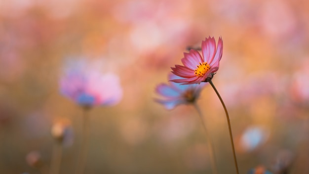 Kosmosblume auf dem Feld