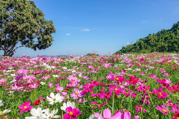 Kosmosblume auf dem Gebiet mit Baum und blauem Himmel