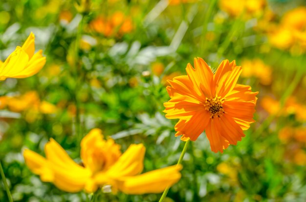 Kosmosblume auf grünem Hintergrund