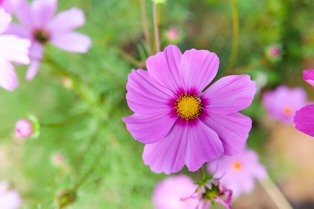 Kosmosblume im Frühjahr.