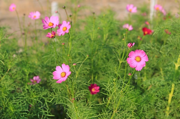 Kosmosblume im Naturgarten.