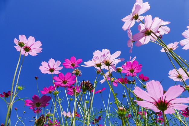 Kosmosblume mit blauem Himmel