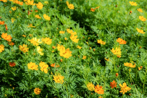 Kosmosblume tagsüber.