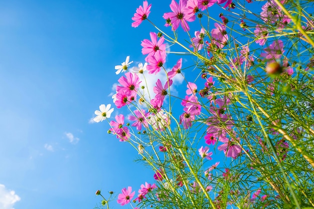 Kosmosblume und blauer Himmel