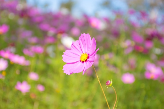 Kosmosblume und -feld viel natürliches