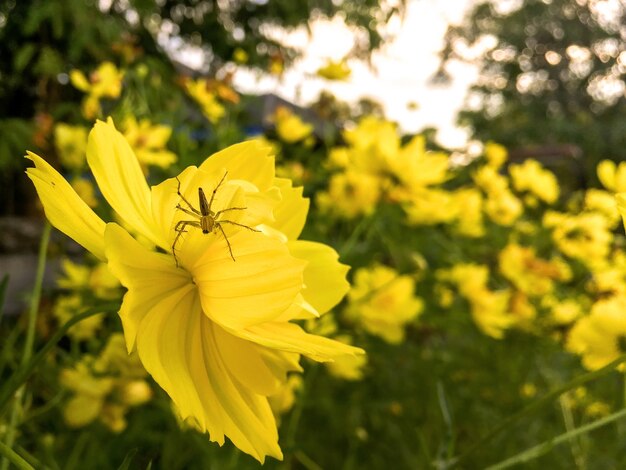 Kosmosblume und gelbes Raumschiff mit Spinne