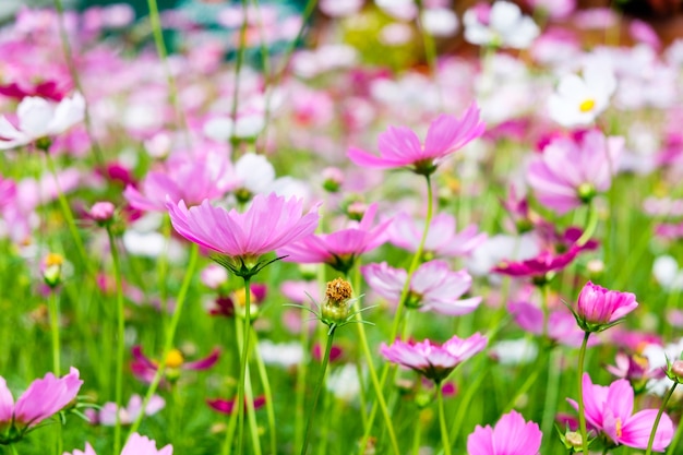 Kosmosblume weiß rosa im Garten