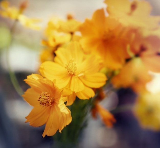 Kosmosblumen im Garten. Weicher Fokus und Farbe getönt.