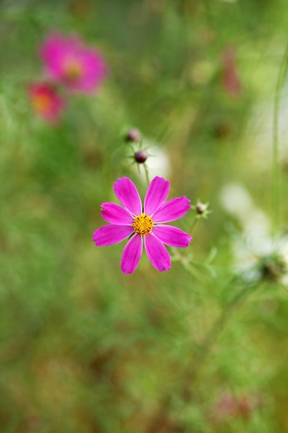 Kosmosblumen im Garten