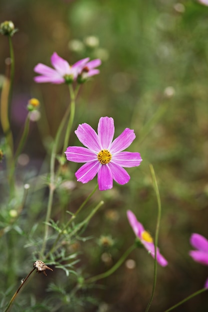 Kosmosblumen im Garten