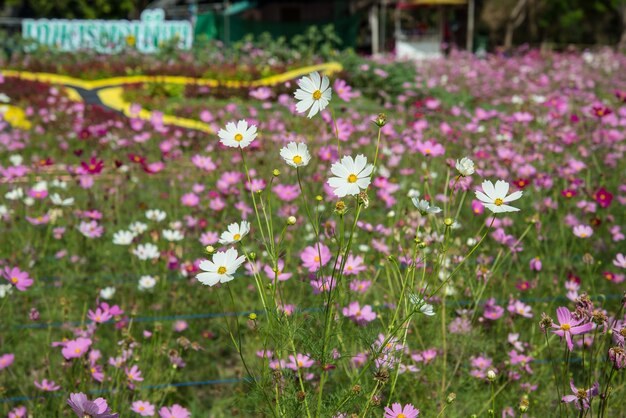 Kosmosblumen im Garten