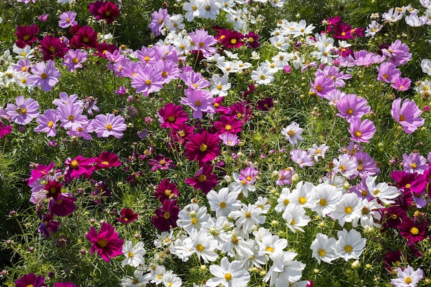 Kosmosblumen in voller Blüte in Eastbourne