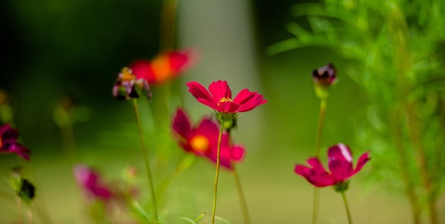 Kosmosblumen Rote Kosmosblumen, die tagsüber in Naturtönen eines grünen Feldes blühen