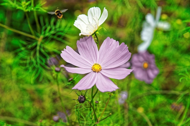 Kosmosblumen und Biene am Trummelbachfall in den Bergen des Lauterbrunnentals, Bezirk Interlaken, Kanton Bern in der Schweiz.