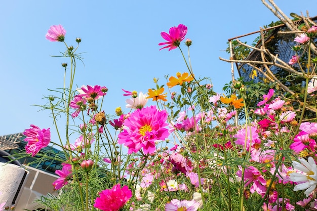 Kosmosblumenfeld am Naturhintergrund der Tür