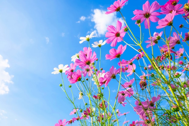 Kosmosblumenhintergrund und blauer Himmel