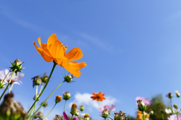 Kosmosblumenwiese mit blauem Himmel