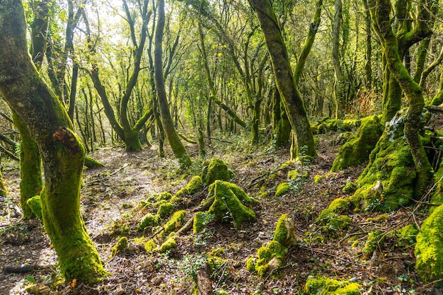 Kostbare Fauna in den Wäldern des Berges Arno in der Gemeinde Mutriku im spanischen Baskenland Gipuzkoa