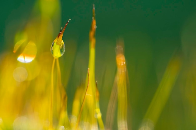 Kostbare Wassertropfen aus dem Morgentau, der eine isolierte Pflanze von Ceratodon purpureus bedeckt, die auf dem Felsen wächst. Lila Moos. Verbranntes Bodenmoos auf dem Stein in warmen Farben, Nahaufnahme