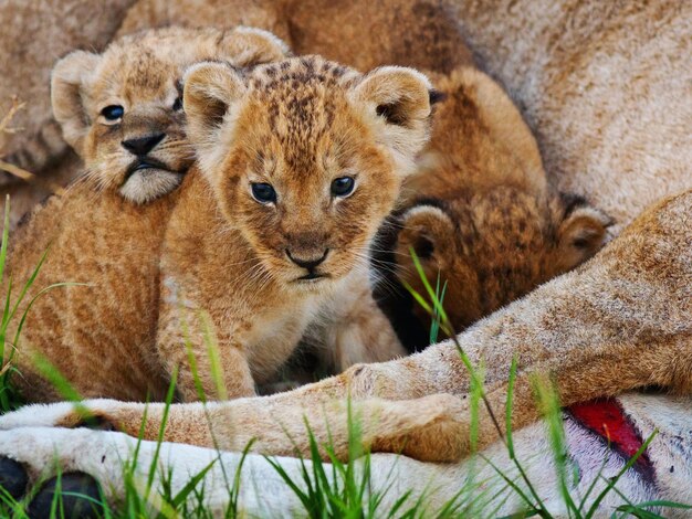 Foto kostenloses herunterladen von wildtierschutzkonzeptbild