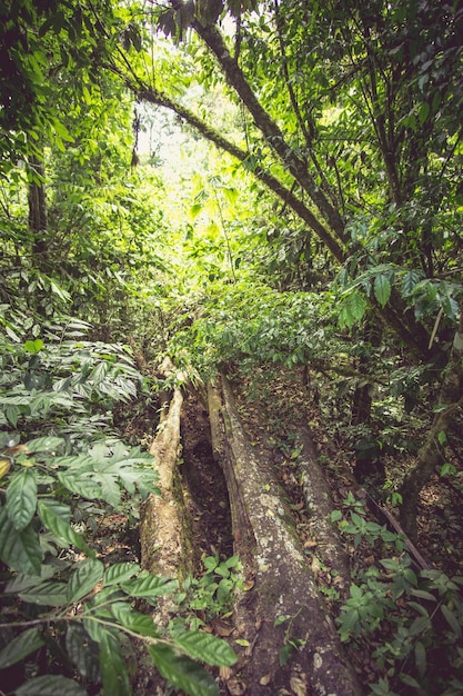 Ökosystem tropischer Bäume und Pflanzen im Regenwald Nicaragua