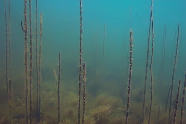 Ökosystem Unterwasser Teich Landschaft Unterwasser Foto Tauchen in Süßwasser, grüne Welt Algen und Fische in Flusstiefe