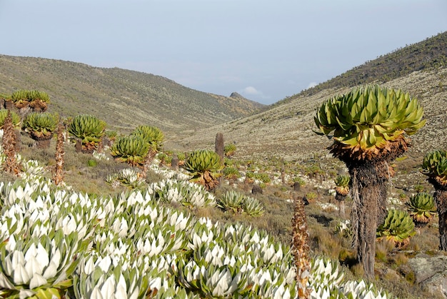 Ökosystem von Paramo