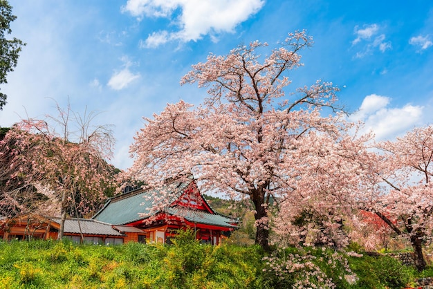 Kotokuji Temple Shizuoka Japão na primavera