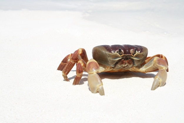 Foto krabbe am strand, thailand