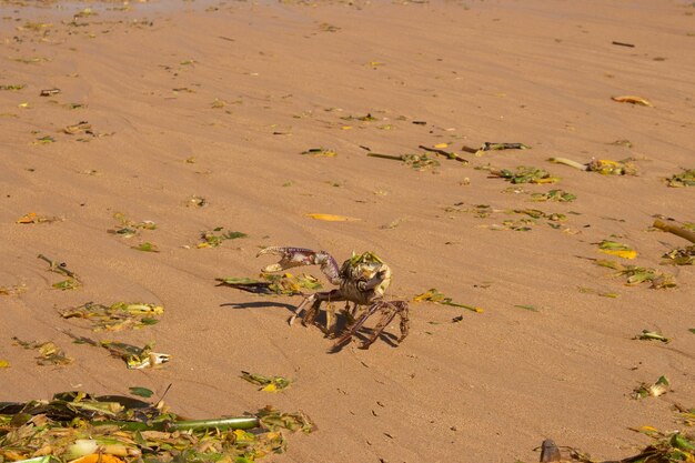 Krabbe am Strand, verschmutzt mit Sturmtrümmern und Algen