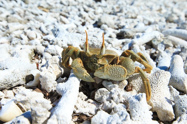 Krabbe am Strand