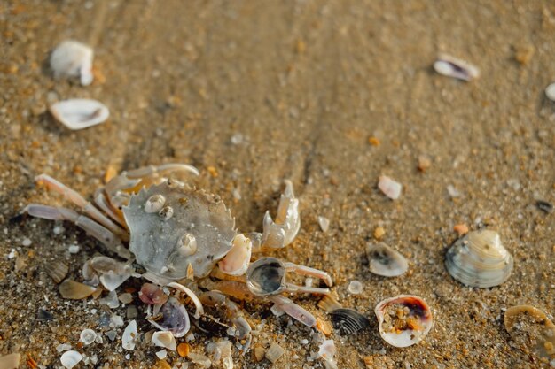 Krabbe auf dem Sandmeer