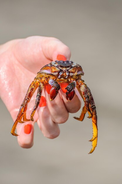 Krabbe ist in der Hand des Mädchens am Strand