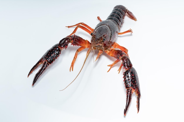 Krabbe Procambarus Clarkii mit weißem Hintergrund