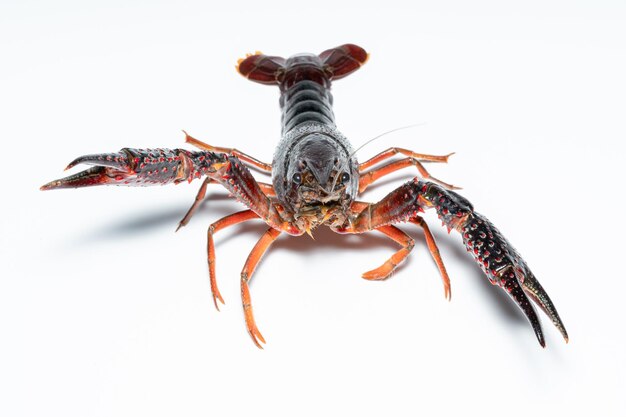 Krabbe Procambarus Clarkii mit weißem Hintergrund