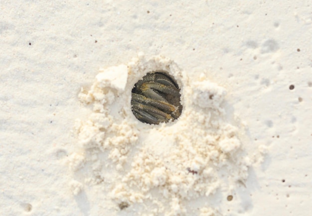 Krabbe versteckte sich in einem Sandloch