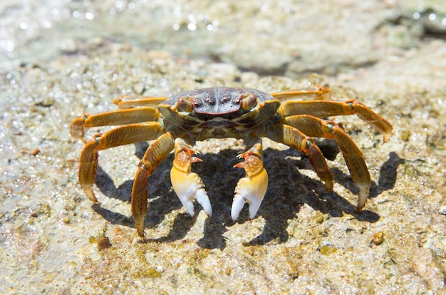 Krabben am Strand