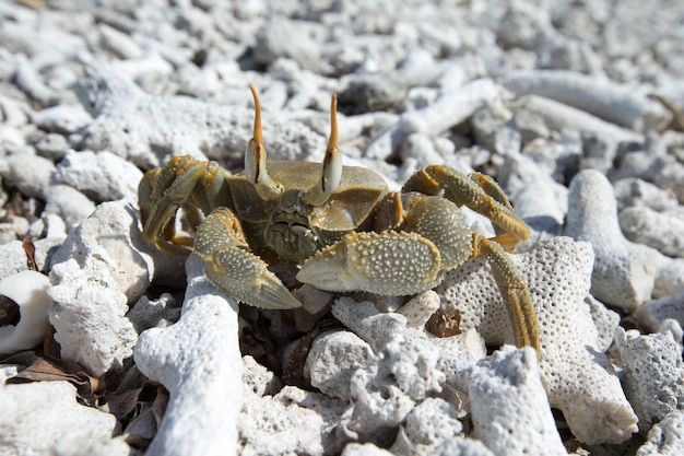 Krabben am Strand