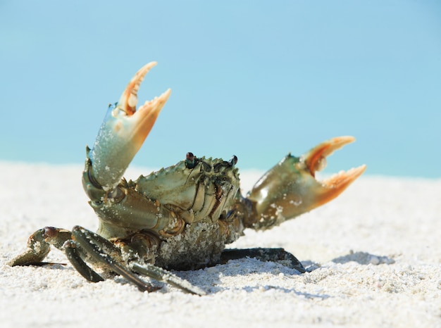 Krabben am Strand