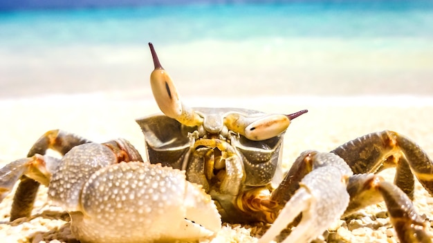 Krabben, die in einem Strandresort auf den Malediven stehen.