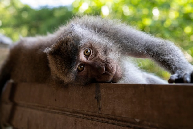 Krabbenaffen Macaca fascicularis lat im Monkey Forest in Ubud Bali Indonesien