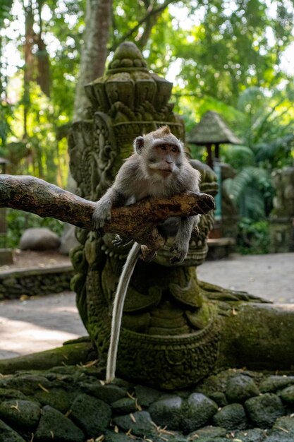 Foto krabbenaffen macaca fascicularis lat im monkey forest in ubud bali indonesien