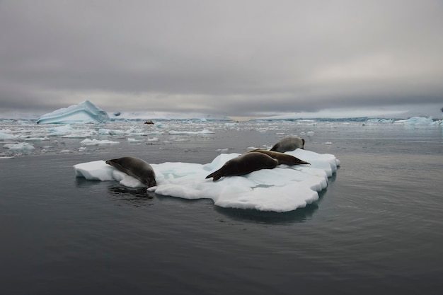 Krabbenfresserrobben auf der Eisstrom-Antarktis