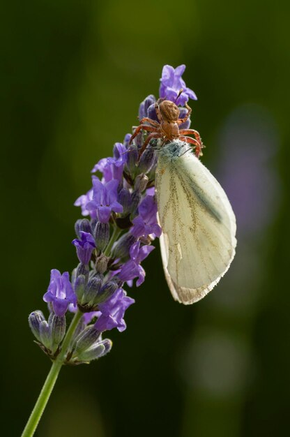 Krabbenspinne auf Blume