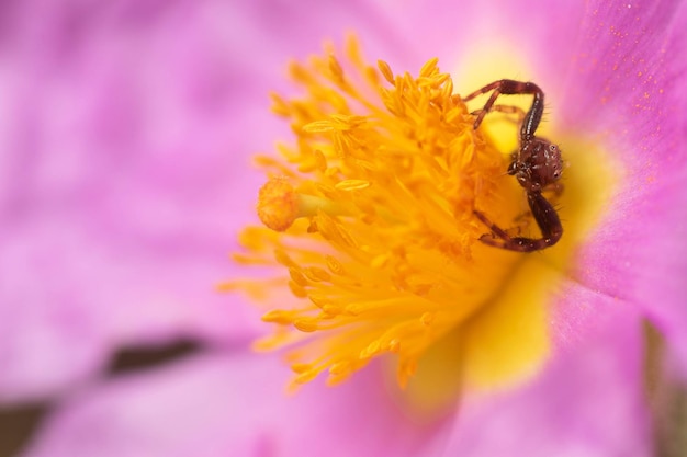 Foto krabbenspinne der art synema globosum auf einer rosa blüte des weißen cistus cistus albidus wartet