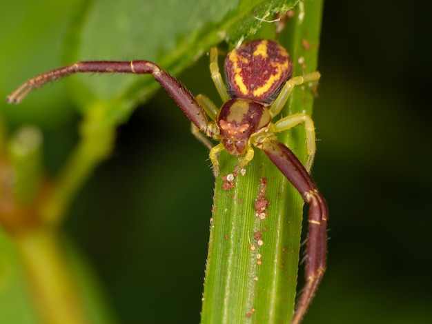 Foto krabbenspinne der familie thomisidae