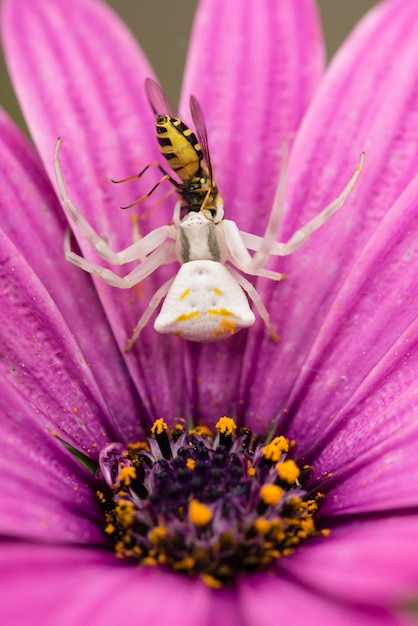 Krabbenspinnenjagd auf Insekten