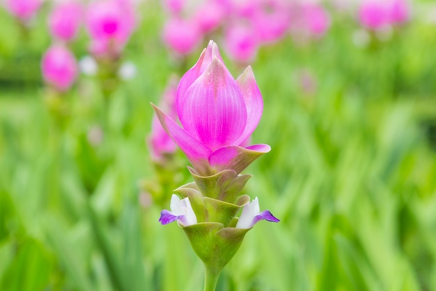 Krachai-Blume im grünen Naturhintergrund