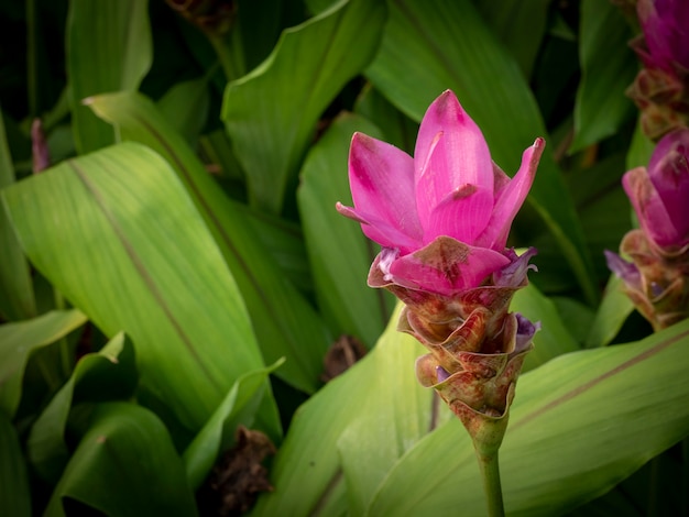 Krachai-Blume, Siam-Tulpe