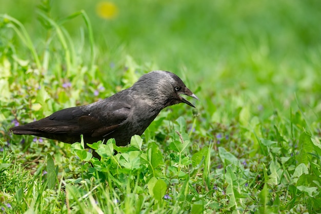 Krähe auf dem Gras